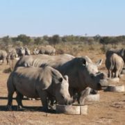 Semi-intensive rhino breeding operation in South Africa. Credit: Michael ‘t Sas-Rolfes Semi-intensive rhino breeding operation in South Africa