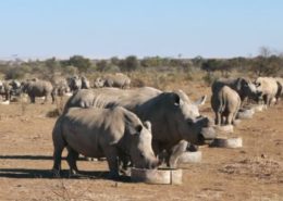 Semi-intensive rhino breeding operation in South Africa