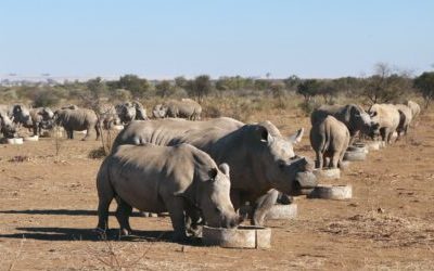 Semi-intensive rhino breeding operation in South Africa