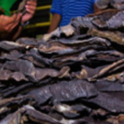 Indonesian authorities seize a shipment of dried manta ray gills. Credit: Paul Hilton for WCS