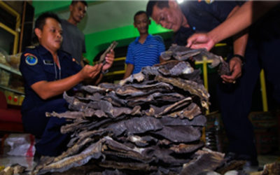 Indonesian authorities seize a shipment of dried manta ray gills. Credit: Paul Hilton for WCS