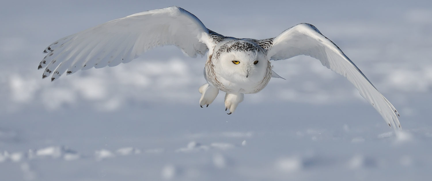 Snowy Owl Bert de Tilly