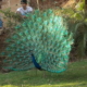 Indian Peacock
