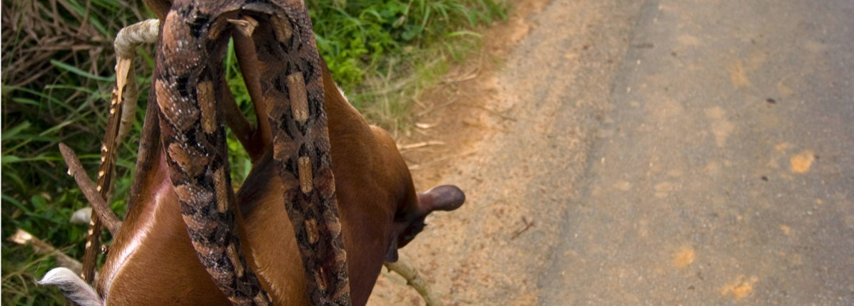 Bennett_Wild meat Cameroon