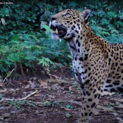 Jaguar. Credit: Melissa Arias